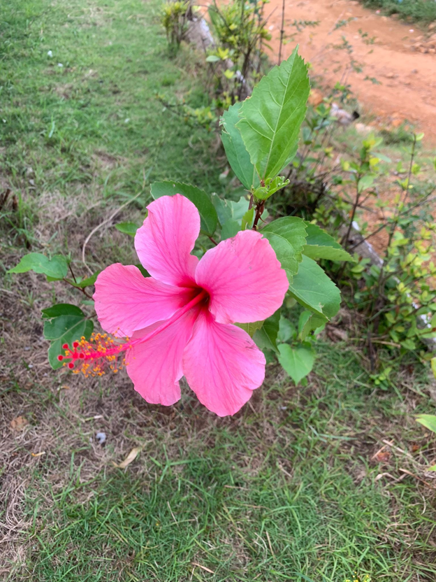 Flowers continue to bloom without announcements - another species of hibiscus.